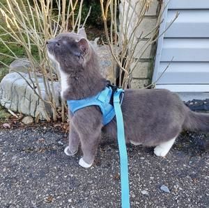 Meet your Posher, Sheldon